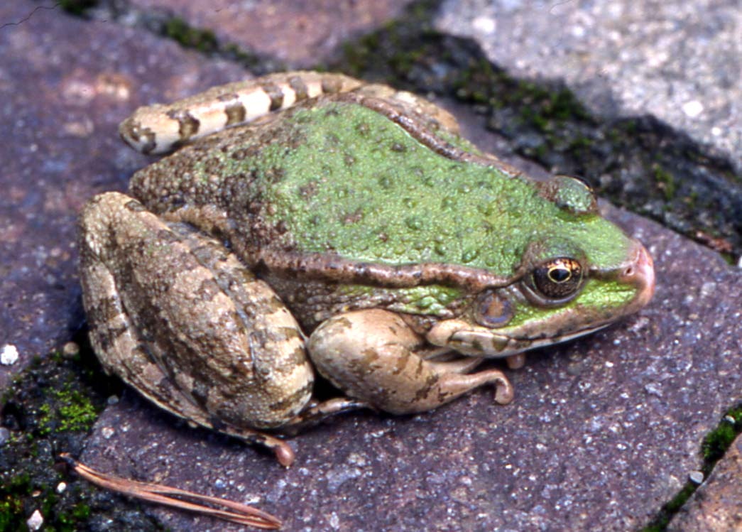 AnatoliaFrog
