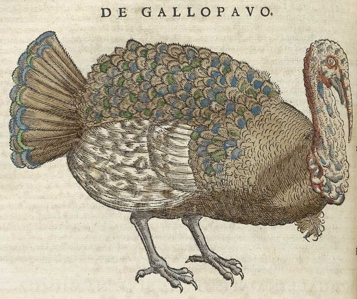 File:Gessnerturkey.jpg
