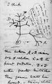 Tree-darwin-sketch.jpg