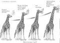 Giraffe lamarck.jpg