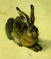 Duerer-hare.jpg